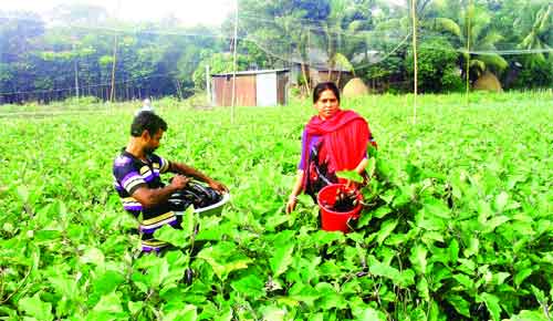 আইপিএম ফসল উৎপাদনে সফল নারী জাহানারা