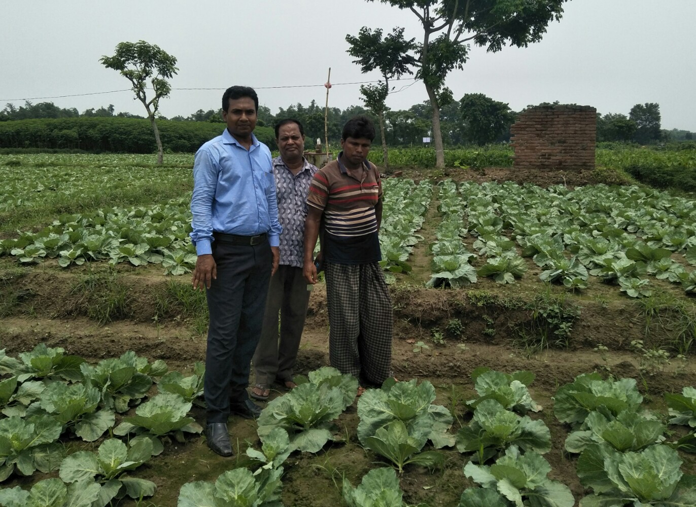 আগাম বাঁধাকপি চাষে সফলতা