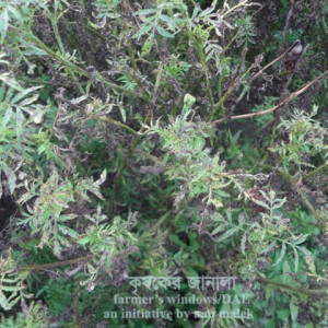 গাদার পাতার দাগ রোগ