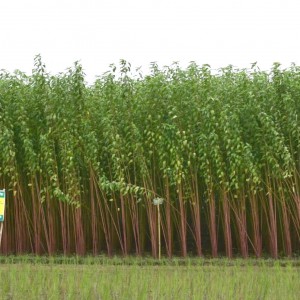 New-HIgh-Yielding-Variety-of-Jute