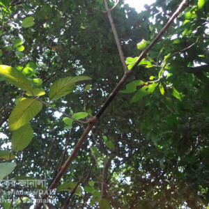 পেয়ারার আগা মরা রোগ