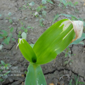 ভুট্টার জাপানি বিটল পোকা