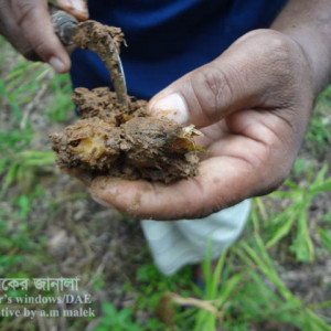 আদার কন্দ পঁচা রোগ