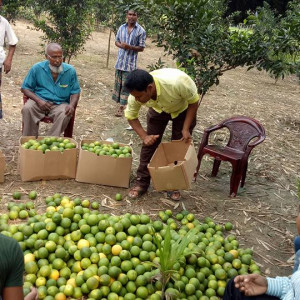 Grading Packaging of BARI Malta 1