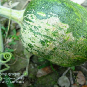 মিষ্টি কুমড়ার স্ক্যাব রোগ