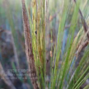 বার্লির জাবপোকা বা এফিড