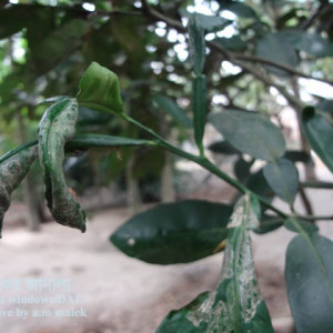 বাতাবি লেবুর পাতা সুড়ঙ্গকারী পোকা