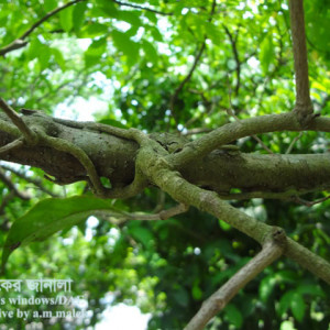 কামরাঙ্গার পরগাছা সমস্যা