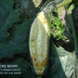 স্কোয়াশ ফেটে যাওয়া সমস্যা